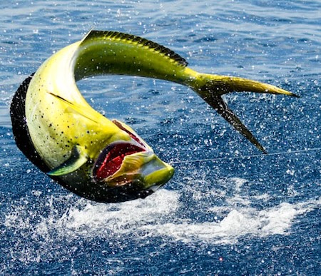 La pesca deportiva en Los Sueños en agosto: qué se puede esperar en 2026