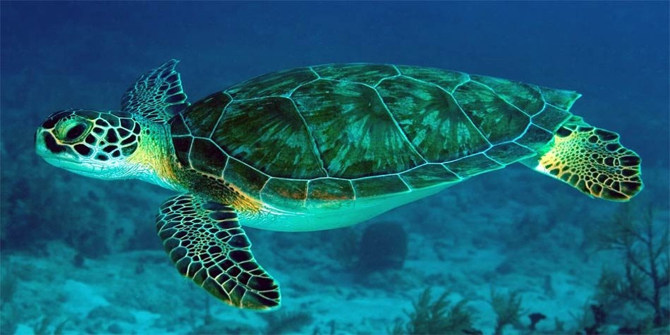 Liberación de tortugas marinas en Costa Rica: una experiencia con la fauna silvestre cerca de Los Sueños