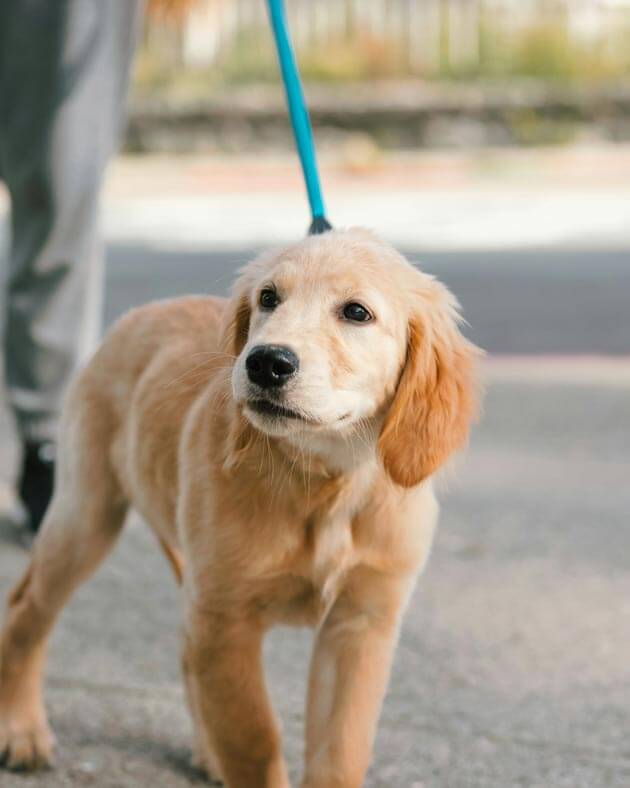 Thing To Do Pet Friendly