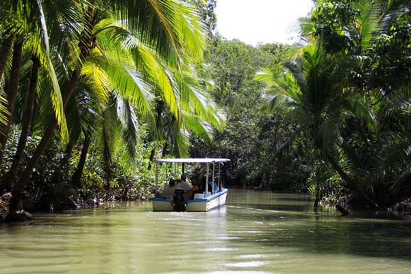 Things To Do Mangrove Tour