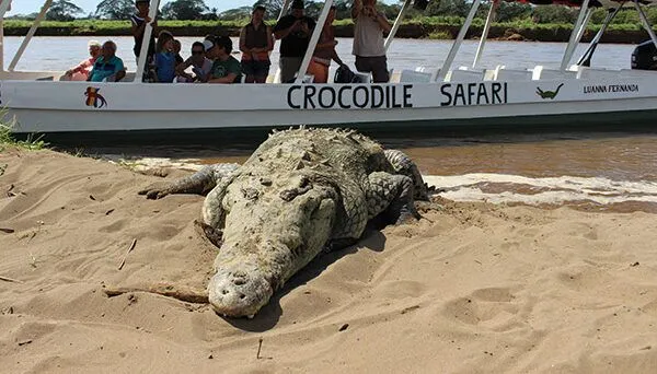 Things To Do Crocodile Tour