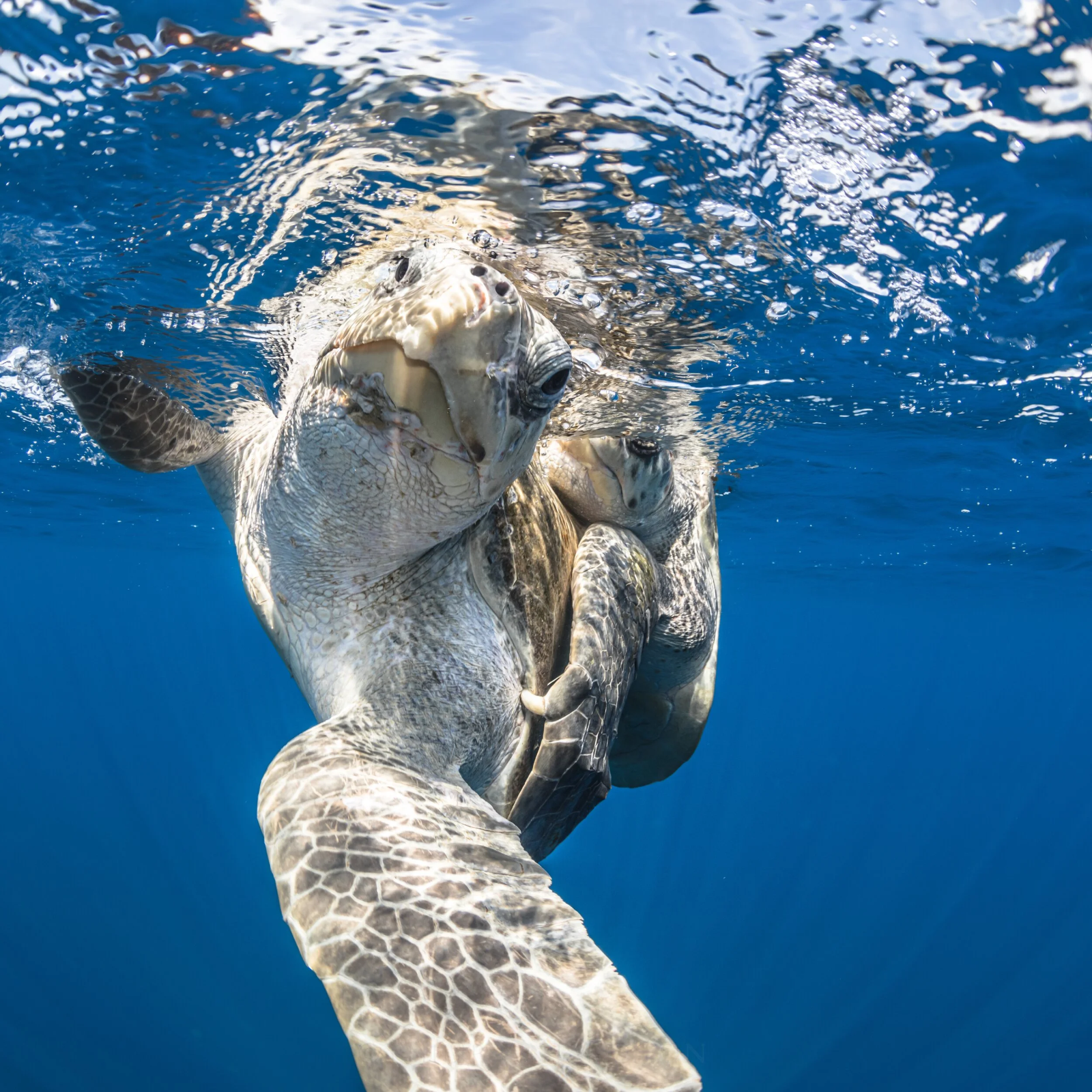 Tortuga lora en la costa del Pacífico de Costa Rica