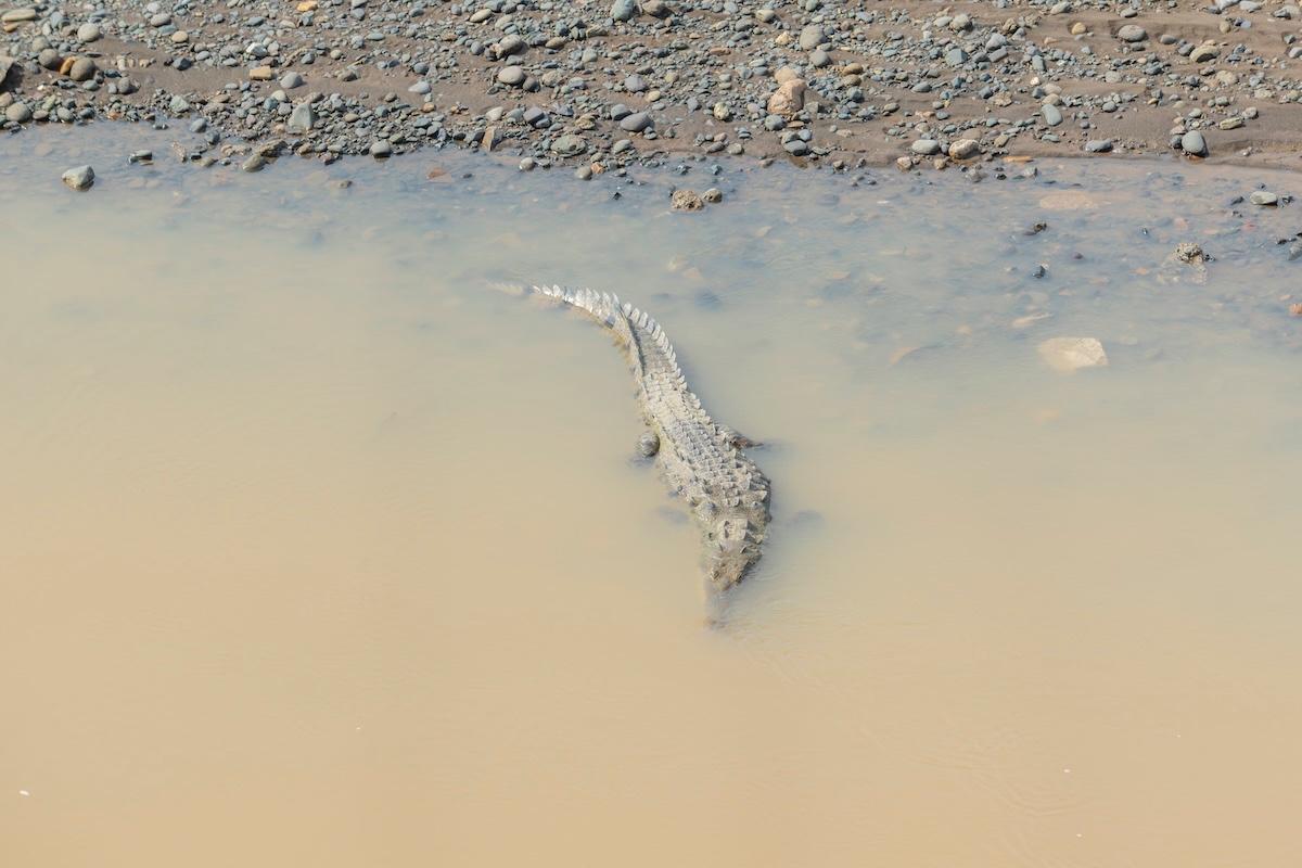 American crocodile in the Tárcoles River, Costa Rica