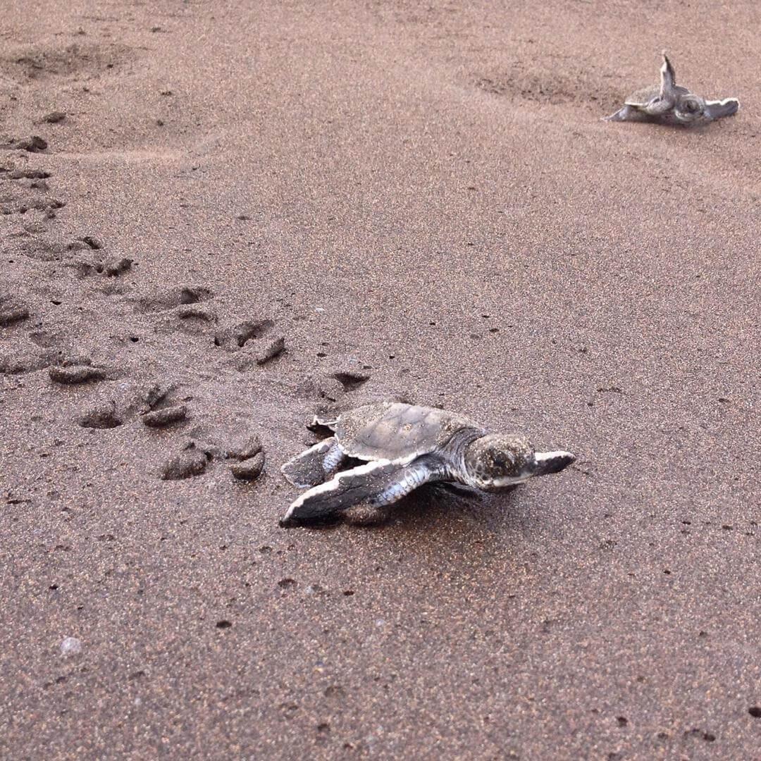Crías de tortuga marina dirigiéndose hacia el océano Pacífico durante una suelta de tortugas marinas en Costa Rica